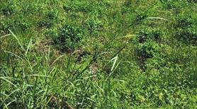 Bán đất thổ cư chính chủ, giá rẻ,  gần sân bay Liên Khương, xã Hiệp Thạnh, tỉnh Lâm Đồng. - Ảnh 5