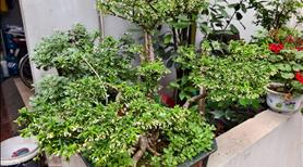 HOT!!!!!!! Cho thuê phòng trọ 25m2 - Gác Xép - Gần Chợ - 1 triệu 8 - Tân Khai - Vĩnh Hưng - Ảnh 2