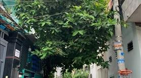 Chính chủ cho thuê nhà nguyên căn hẻm xe hơi - 1041 Trần Xuân Soạn Q7. - Ảnh 2