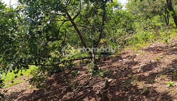 Đất mặt tiền nhựa phường Bảo Vinh - Ảnh 1