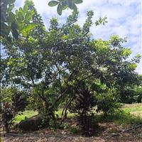 Đất 500m² sổ riêng phường Bảo Vinh