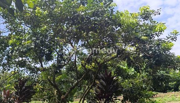 Đất 500m² sổ riêng phường Bảo Vinh - Ảnh 1