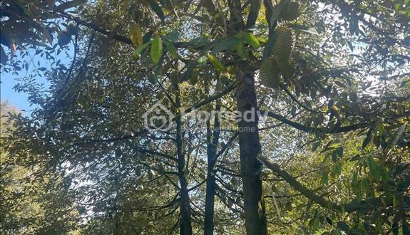 Chính chủ cần bán gấp lô đất tại xã An Thái, Phú Giáo 15x48 (nay là xã phước thành, tphcm) - Ảnh 1