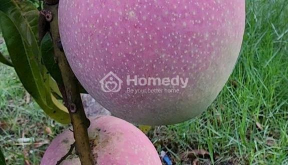 ✅️Cần bán vườn cây ăn trái An Điền - Ảnh 1