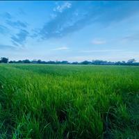 Chỉ 550 triệu sở hữu 1100m2 đất phước hội - lagi giá ngộp gần kdc