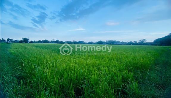 Chỉ 550 triệu sở hữu 1100m2 đất phước hội - lagi giá ngộp gần kdc - Ảnh 1