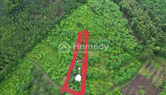 1 sào đất vườn view sông La Ngà, trái cây đủ loại  - Ảnh 1