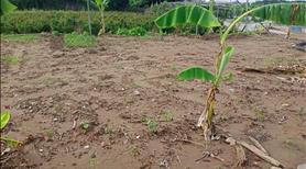 Rộng quá cho thuê lại 500m làm kho xưởng hoặc chăn nuôi - Ảnh 6