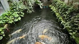 Biệt thự KĐT Linh Đàm 254m2, giá 68 tỷ, 5 tầng thang máy, kinh doanh đỉnh - Ảnh 3