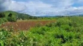 bán 2000 m2 đất nông nghiệp thị trấn liên nghĩa đức trọng lâm đồng 2 tỷ sổ riêng đường ô tô - Ảnh 3