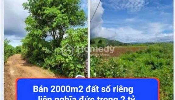 bán 2000 m2 đất nông nghiệp thị trấn liên nghĩa đức trọng lâm đồng 2 tỷ sổ riêng đường ô tô - Ảnh 1