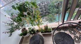 Bán căn hộ 2 ngủ 1 vệ sinh, 52m2 sử dụng , chung cư Solforest KĐT Ecopark - Ban công hướng mát - Ảnh 3