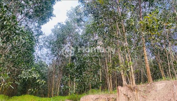 Bán đất ngộp 5.9 sào sơn mỹ - hàm tân giá chỉ 1 tỷ sổ hồng riêng - Ảnh 1