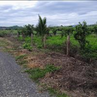 Bán lô đất vườn Diên Xuân 1.087m² – có sẵn vườn bưởi, giá chỉ 340 triệu