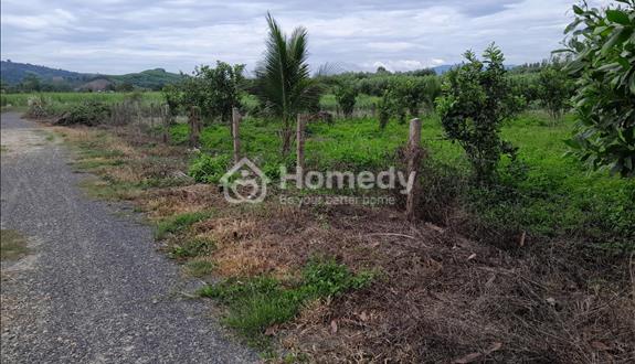 Bán lô đất vườn Diên Xuân 1.087m² – có sẵn vườn bưởi, giá chỉ 340 triệu - Ảnh 1