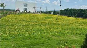 Cắt lỗ 50%, tổng diện tích 2 lô 260m2, 200m2 thổ cư, ngang 10.2met, dài 25 mét, ngay QL20 Bảo Lộc - Ảnh 2