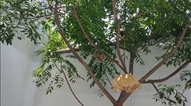 Nhà Sân Vườn 2 Tầng 8x9,8(90m2) Hẻm Xe Máy Đường Thích Quảng Đức - Hoàng Hoa Thám - Ảnh 3