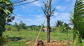 Bán lô đất vườn Thôn 4, Kênh Tây, Xã Bắc Ninh Hòa, Khánh Hòa - Ảnh 2