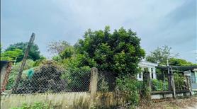 Định cư sang úc cần sang lại nhà vườn (4690m2) thổ cư shr cạnh chợ ủy ban dân cư đông giá 600 triệu - Ảnh 6