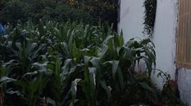 Bán đất thổ cư giá rẻ, chính chủ, xã  Đức Trọng, Lâm Đồng, cách cổng  sân bay Liên Khương chỉ 600 m - Ảnh 3