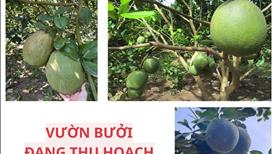 Đất thổ cư có sẵn vườn bưởi – mặt tiền kinh doanh chỉ 950 triệu - Ảnh 5