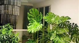 Tôi chính chủ cần bán căn hộ Duplex cực đẳng cấp - Ảnh 2