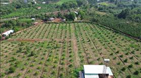 Bán 8 ha đất trồng sầu riêng, gần 450m mặt đường nhựa  75 tỉ  - Ảnh 3