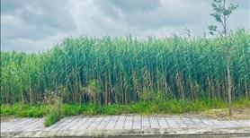 Bán nền đường số 5 khu tái định cư  Phong Điền Vàm Xáng - Ảnh 2