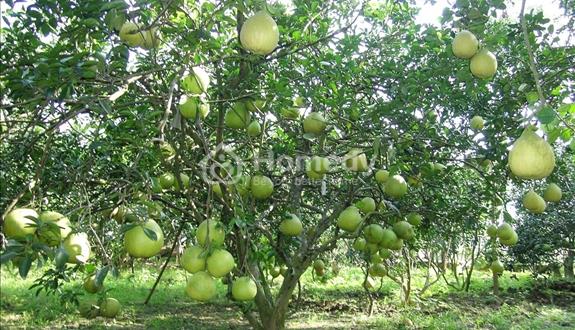 Bán gấp mảnh vườn có sẵn nhà cấp 4 , Phú Giáo, Bình Dương 2541m² (có thổ cư) giá chỉ 700 triệu. - Ảnh 1