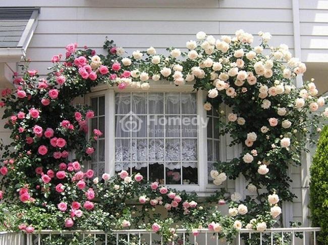 Bạn có thích ngôi nhà với dàn hoa hồng leo tuyệt đẹp bên ngoài không