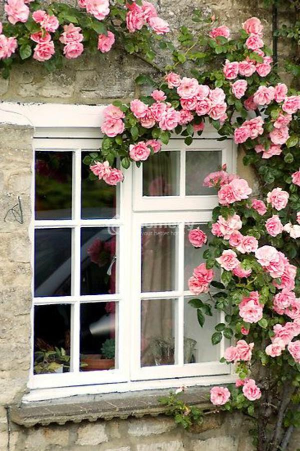 Bạn có thích ngôi nhà với dàn hoa hồng leo tuyệt đẹp bên ngoài không