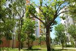 Không gian sống quanh Nest Home được bao bọc bởi mật độ cây xanh cao mang lại bầu không khí trong lành và thoáng đãng cho cư dân.