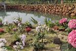 Dự án Đambri Village Bảo Lộc - ảnh tổng quan - 18
